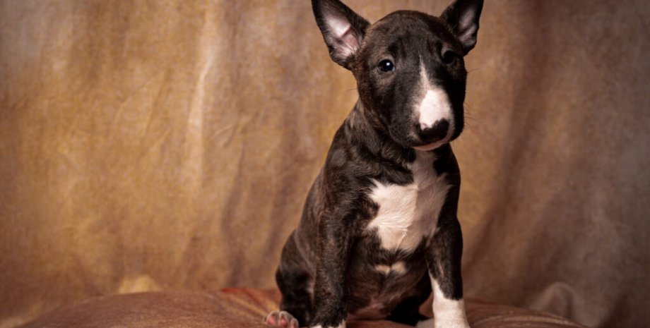 бультерьер