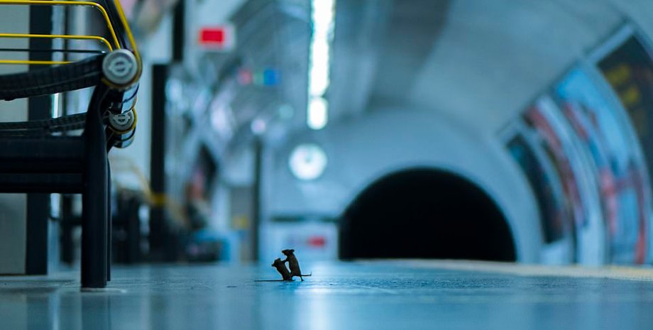 Фото: Wildlife photographer of the year