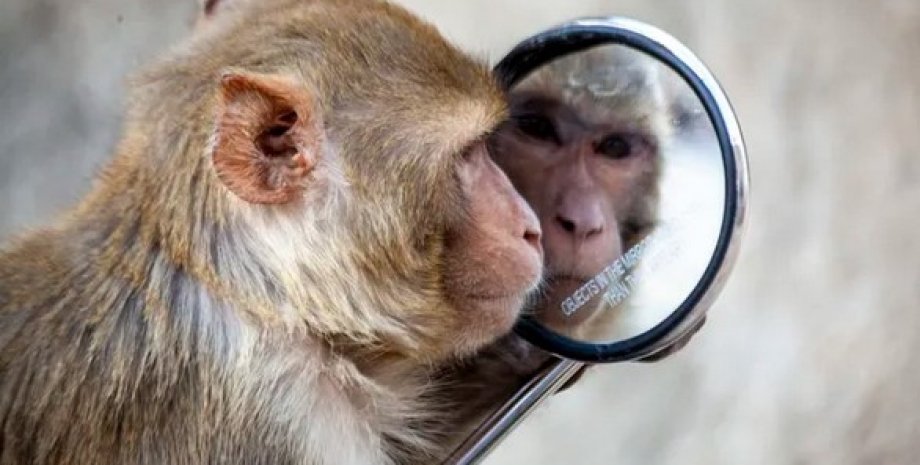 мавпа, дзеркало