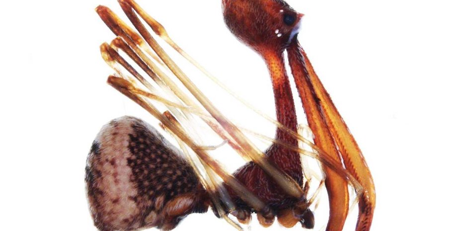 Фото взято с сайта naked-science.ru