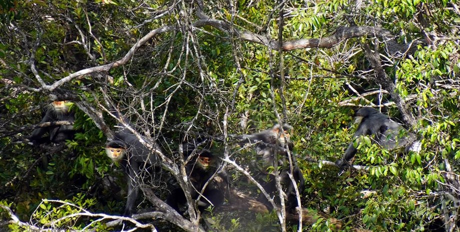 лангур дук примати