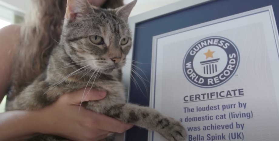Кошка Белла, книга рекордов гиннеса, мурлыканье, мировой рекорд