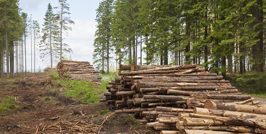 Иллюстративное фото