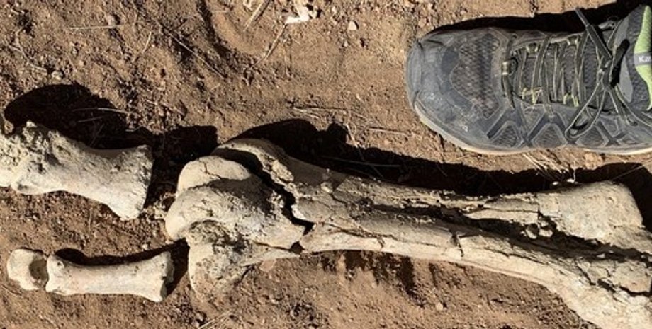 Dromornis stirtoni, кости, окаменелость