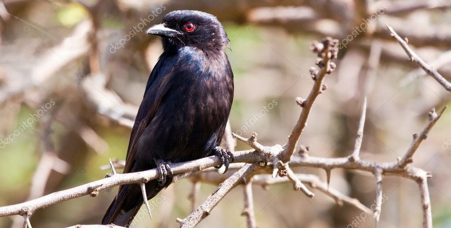 птах вміє брехати Вилохвостий дронго птах брехня