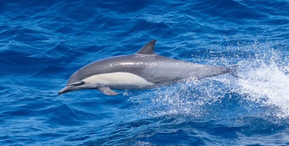 дельфин, морские свиньи