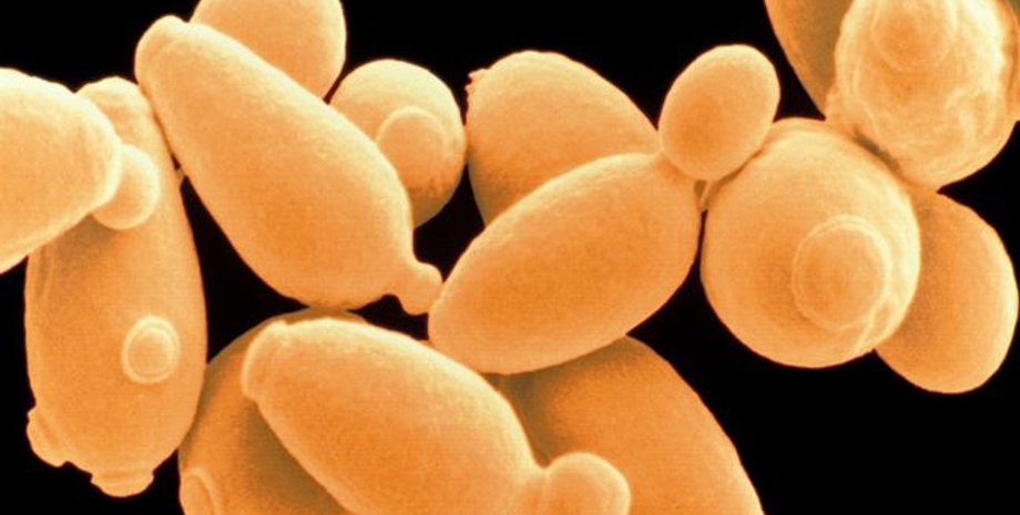 Фото: Hi-News.ru