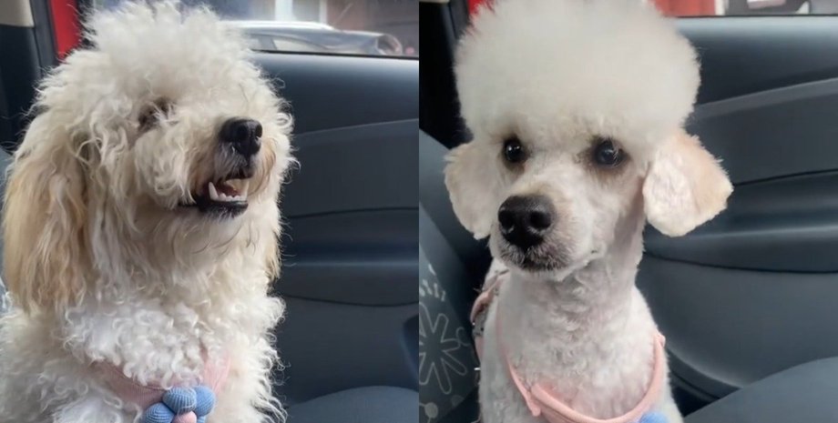 Женщина отвела пуделя к грумеру и показала неожиданный результат