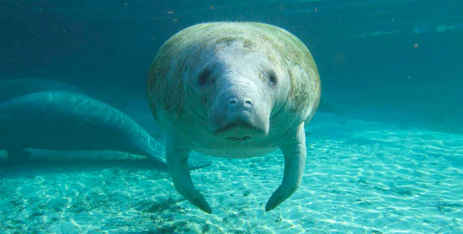 ламантин, вредительство, Флорида, Трамп