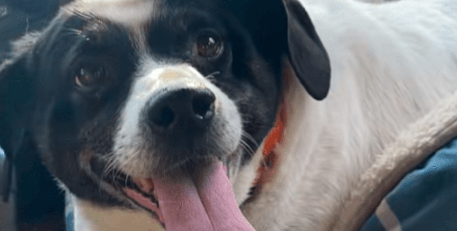 Диета, собака, избыточный вес