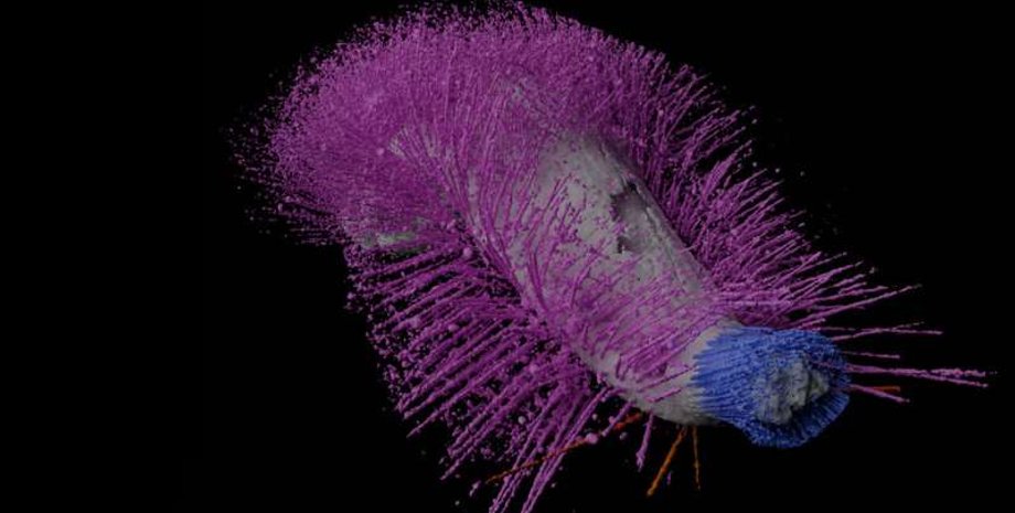 моллюск, древний моллюск