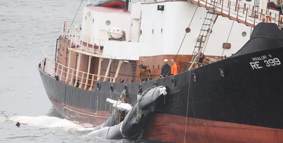 китобої, китобійний промисел, полювання на китів