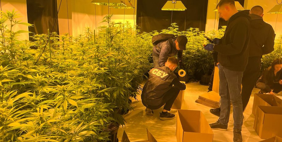 IT-специалист, задержание IT-специалиста, IT-специалист выращивал коноплю