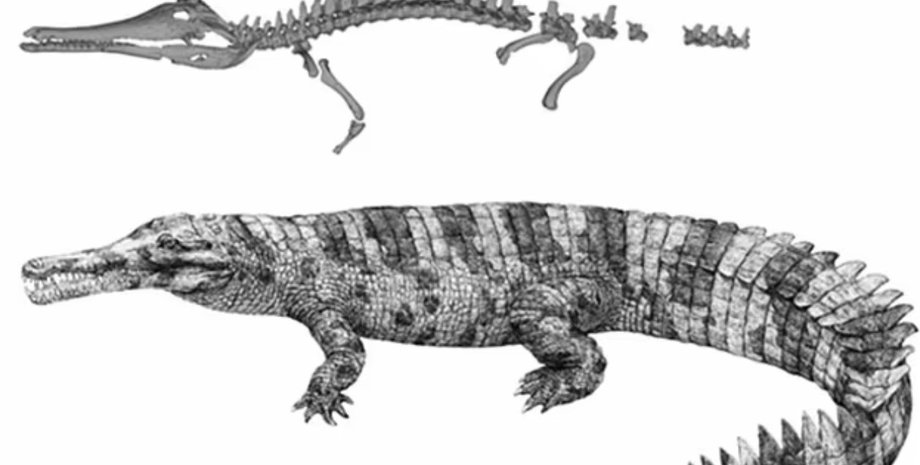 Hanyusuchus sinensis, гавиал, крокодил, новый вид
