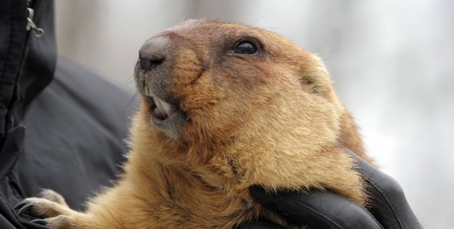 новости россии, нашествие сурков, сурки из монголии в рф