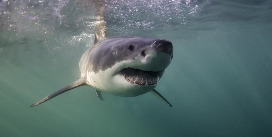 акула, нападение акулы, большая белая акула