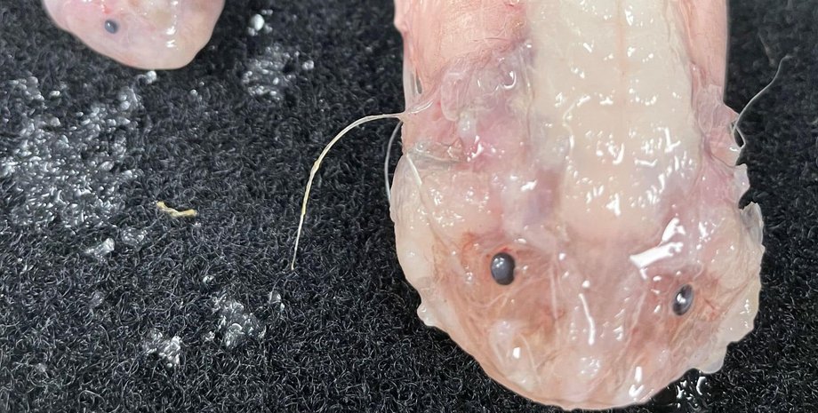 рыба-улитка, тихий океан, рекорд, ученые