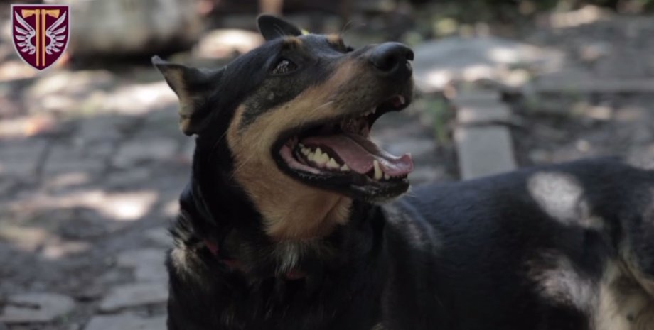 война рф против украины, собака, сухпаек, продукты, позиция, обстрел