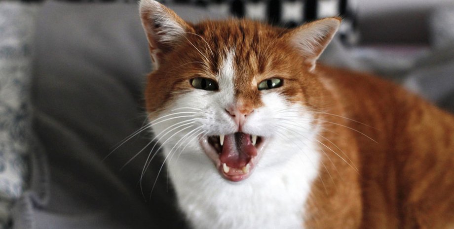 кот, рычание, диван, фото