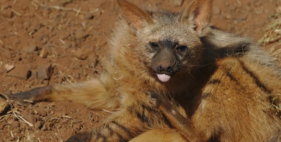 земляной волк гиена