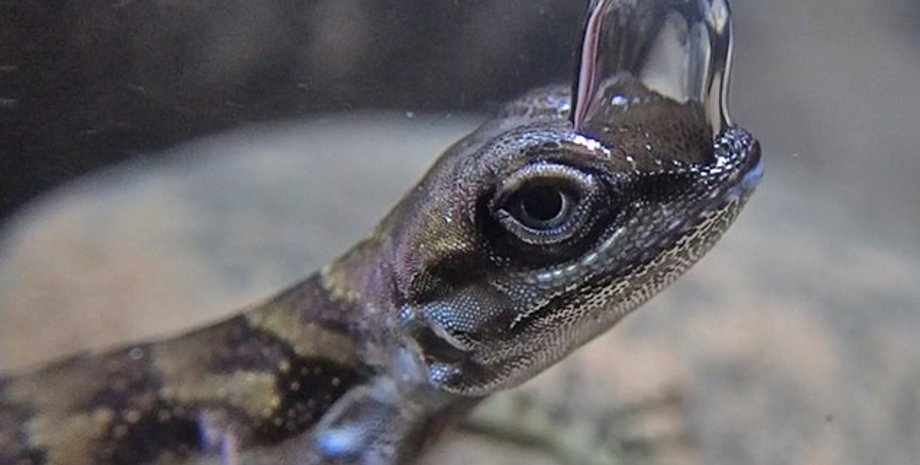 аноліс, водний аноліс