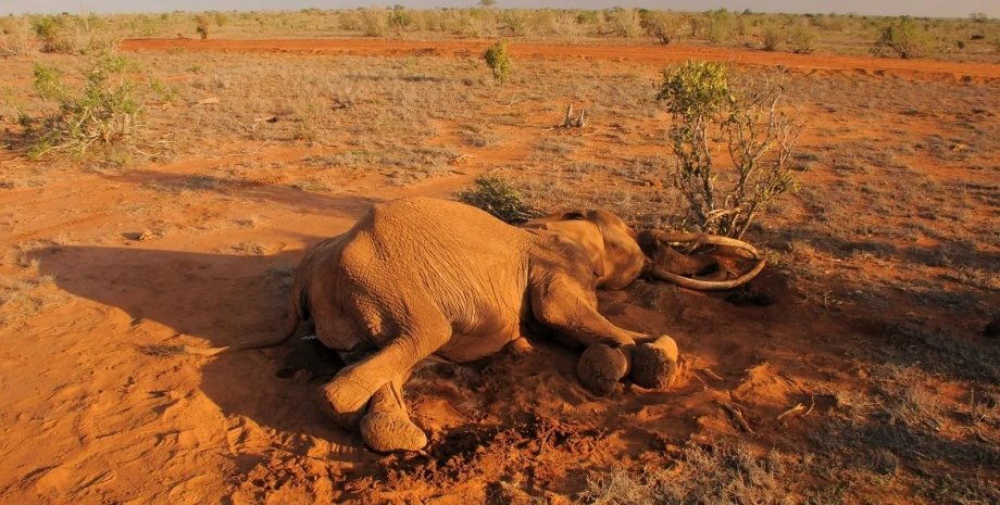 слоны, смерть слонов, массовая смерть слонов