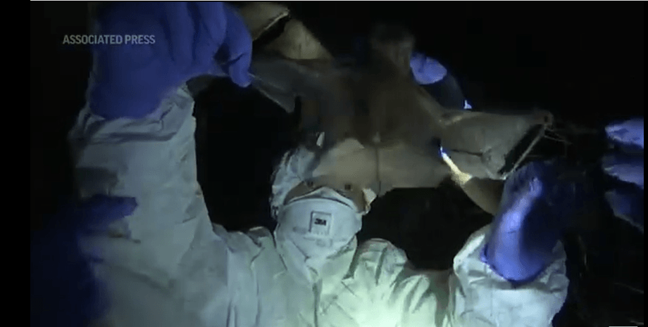 коронавирус, китай, распространение, летучие мыши, животные, люди, воз, исследование, фото