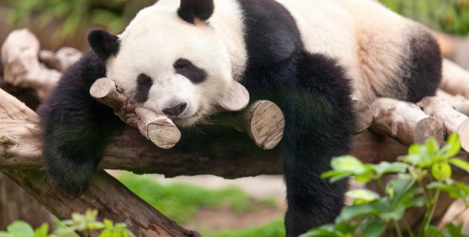 панда спит в гамаке