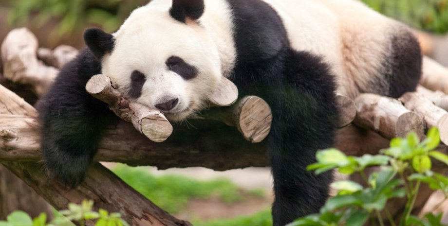 панда спить в гамаку