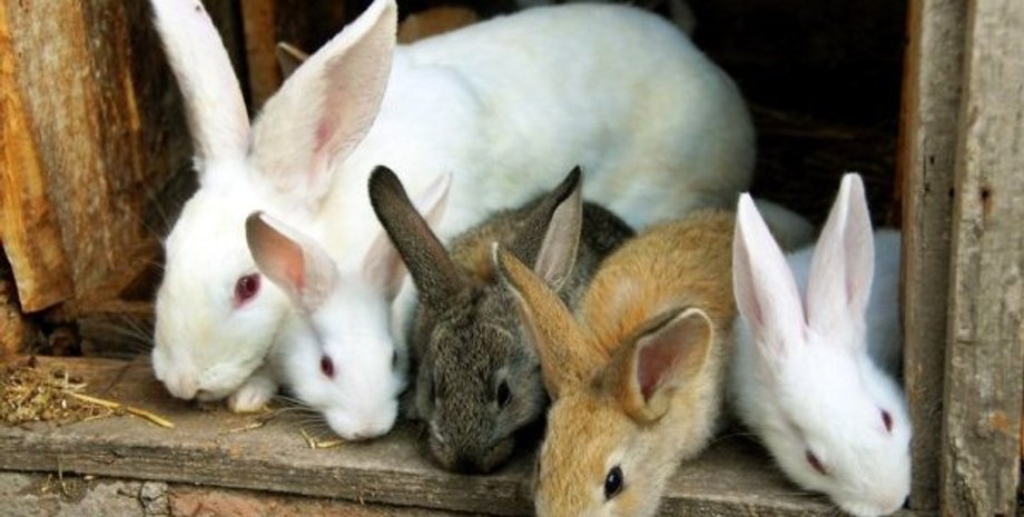 Фото: Про ферму