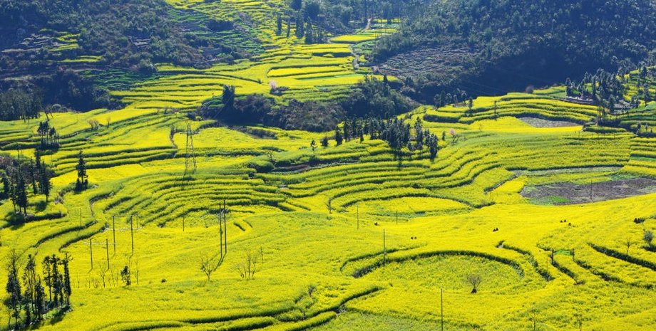 Китай, коронавирус, ВОЗ