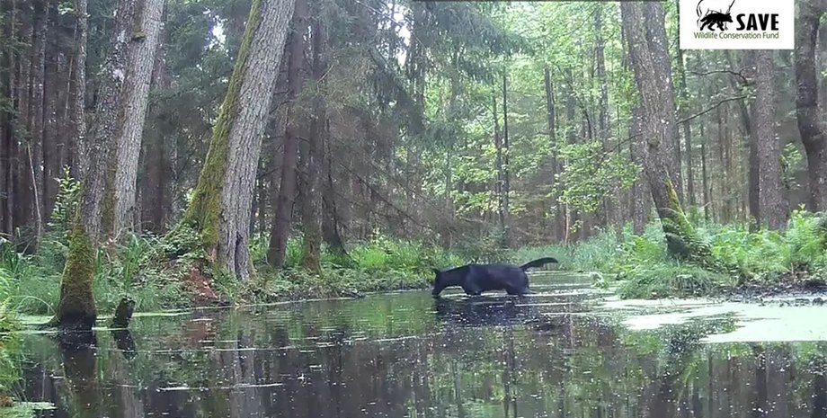 волки, волки в польше, польша волки