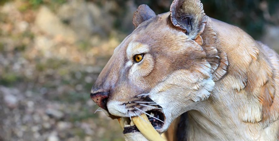 саблезубий тигр, саблезубі зуби