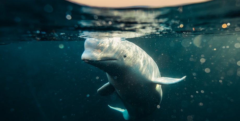 білуха, білий кит, хвалдимир