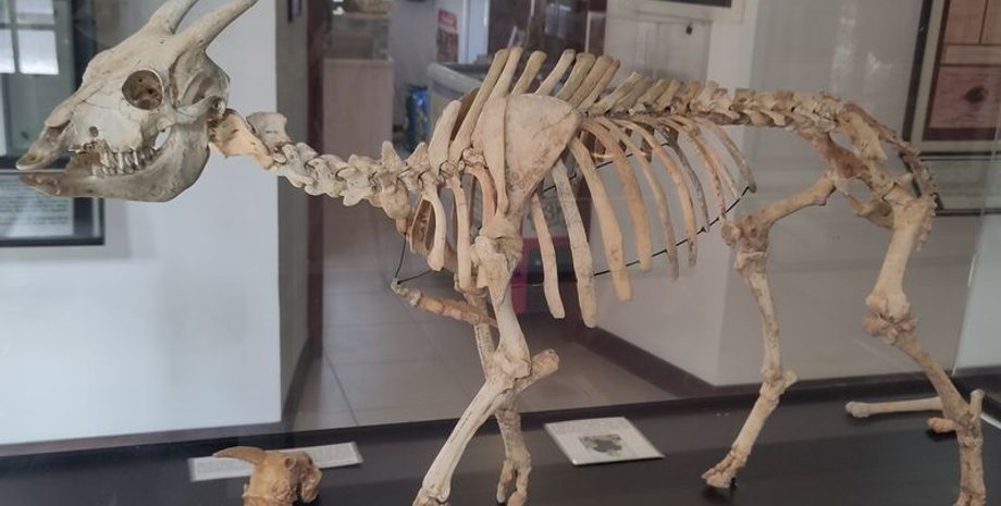 млекопитающее, теплокровные, холоднокровные, кости, структура, исследования, козы, история, вид, животное, остров, температура, ресурсы, среда, рептилии, вымирание