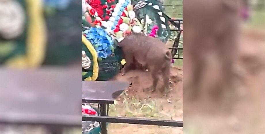 свинья, коадбище, могила, СВО свинья, коадбище, могила, СВО