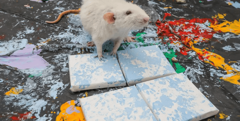 Крысы рисуют