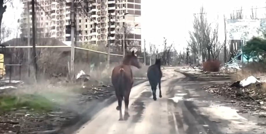 Лошади под Авдеевкой Кони под Авдеевкой, Белые ангелы Авдеевка, Авдеевка бои, Авдеевка атаки РФ, Авдеевка обстрелы РФ