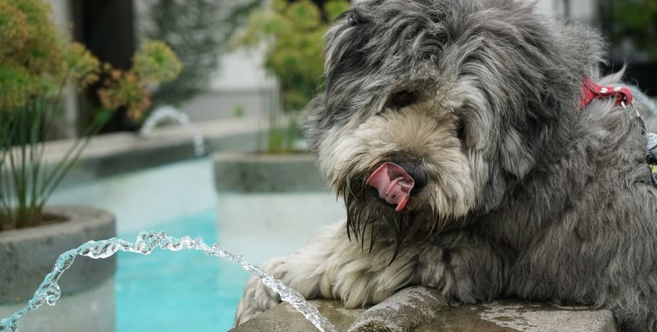 Собака, кот, вода