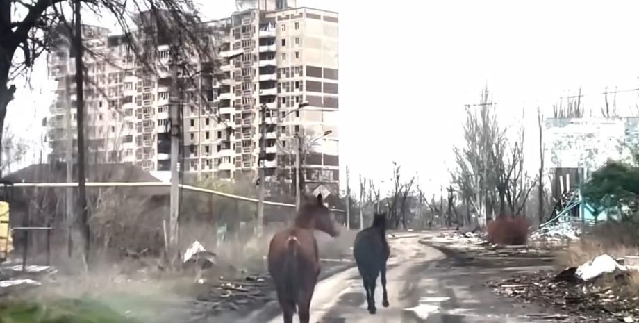 Кони под Авдеевкой, Белые ангелы Авдеевка, Авдеевка бои, Авдеевка атаки РФ, Авдеевка обстрелы РФ