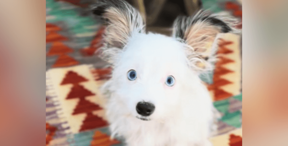 Породы собаки с большими ушами