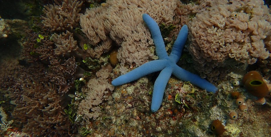 Безхребетні, океан