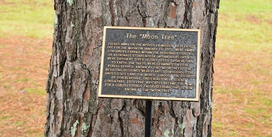 Де ростуть дерева з космосу