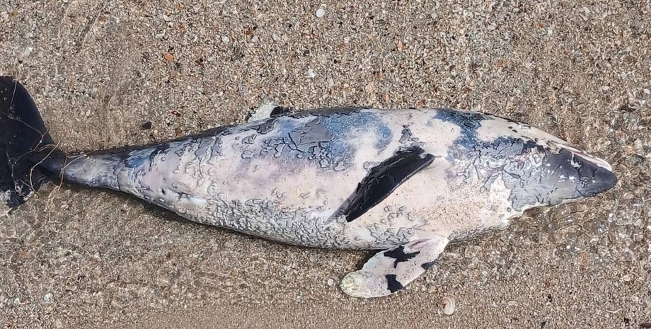 в чорному морі гинуть дельфіни через війну