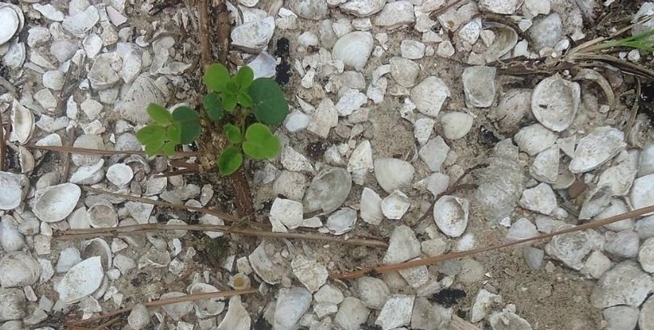 самбаки, горы ракушек, самбаки в бразилии, горы ракушек в бразилии