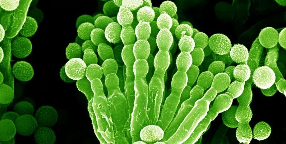 David Gregory & Debbie Marshall, CC BY