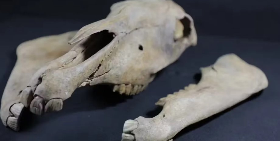 лошади, останки лошадей, лошади кости