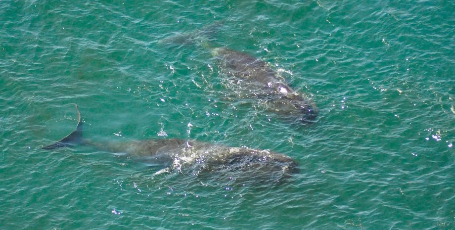 гренландський кит