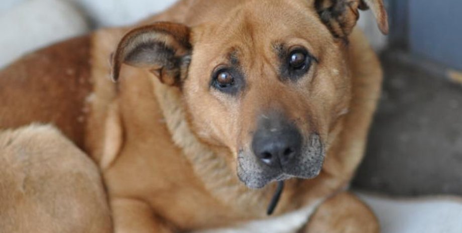 Фото: aktivno.net