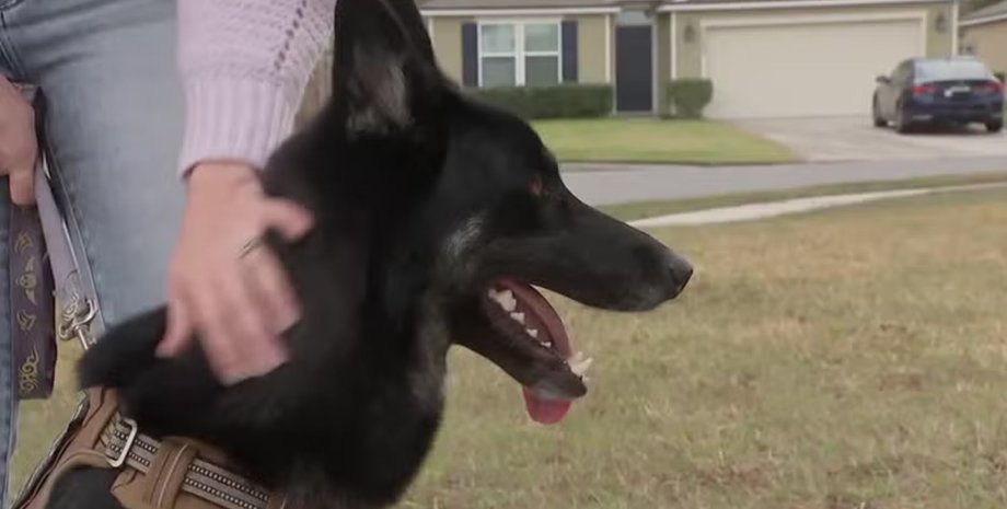 Собака, овчарка, домашнее животное, собака позвонила в дверной звонок, собака постучала в дверь, собака сама вернулась домой,